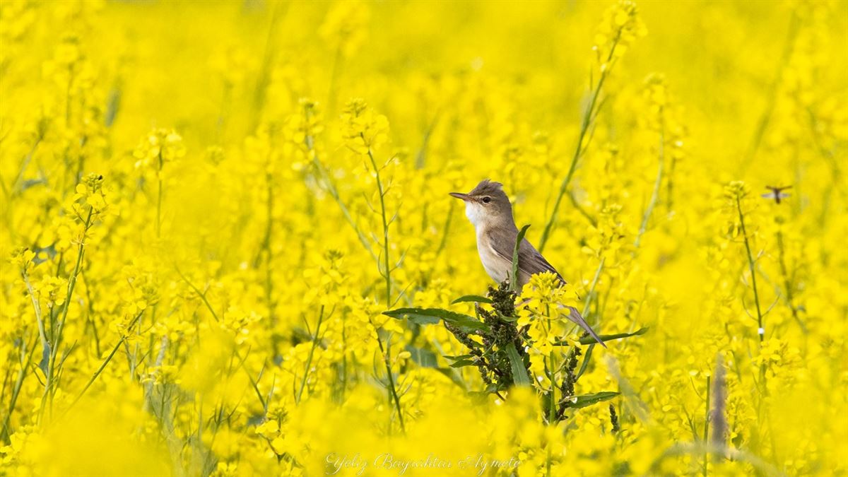 Marsh Warbler