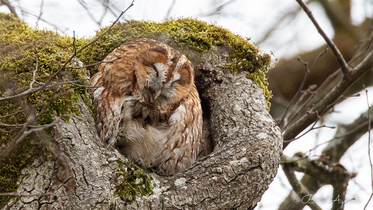 Tawny Owl
