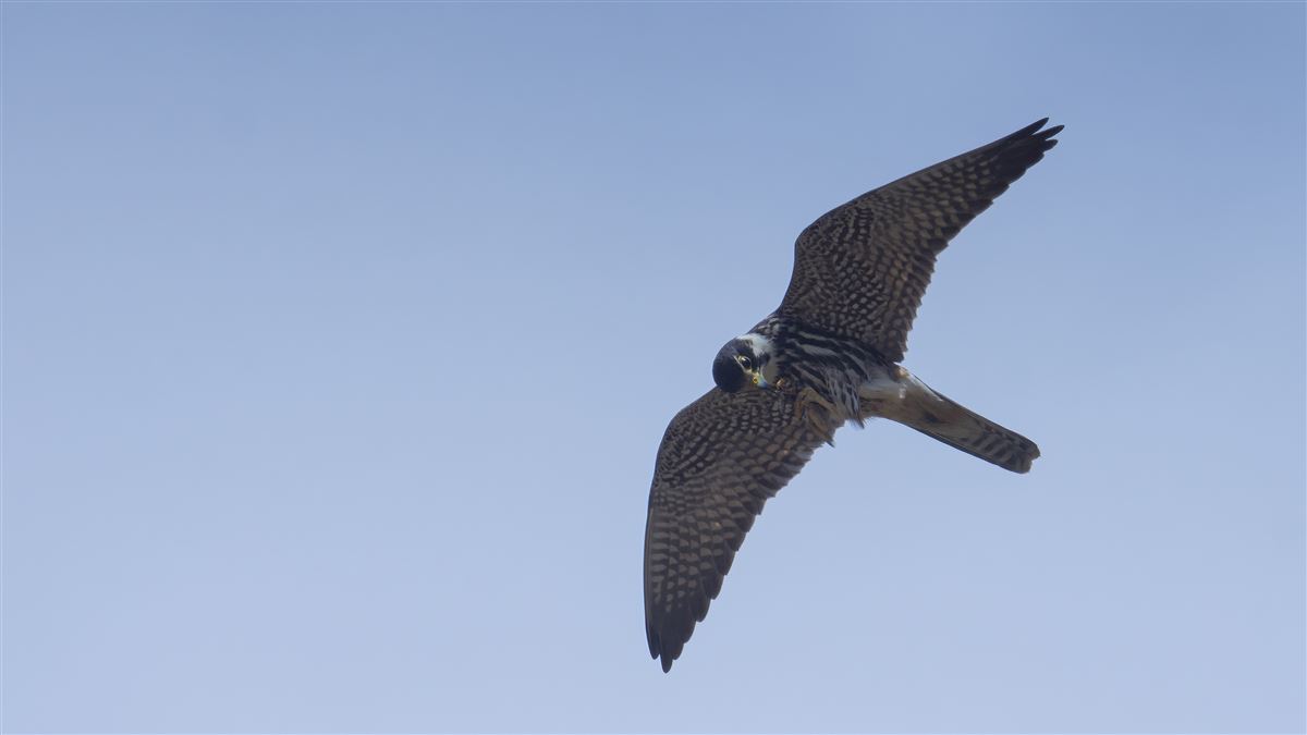 Eurasian Hobby