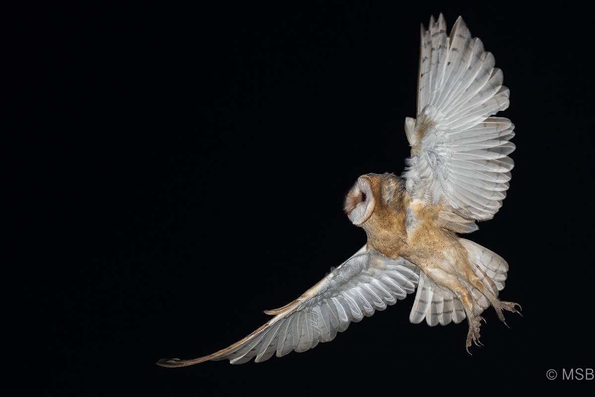 Western Barn Owl