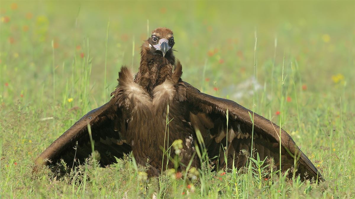 Cinereous Vulture