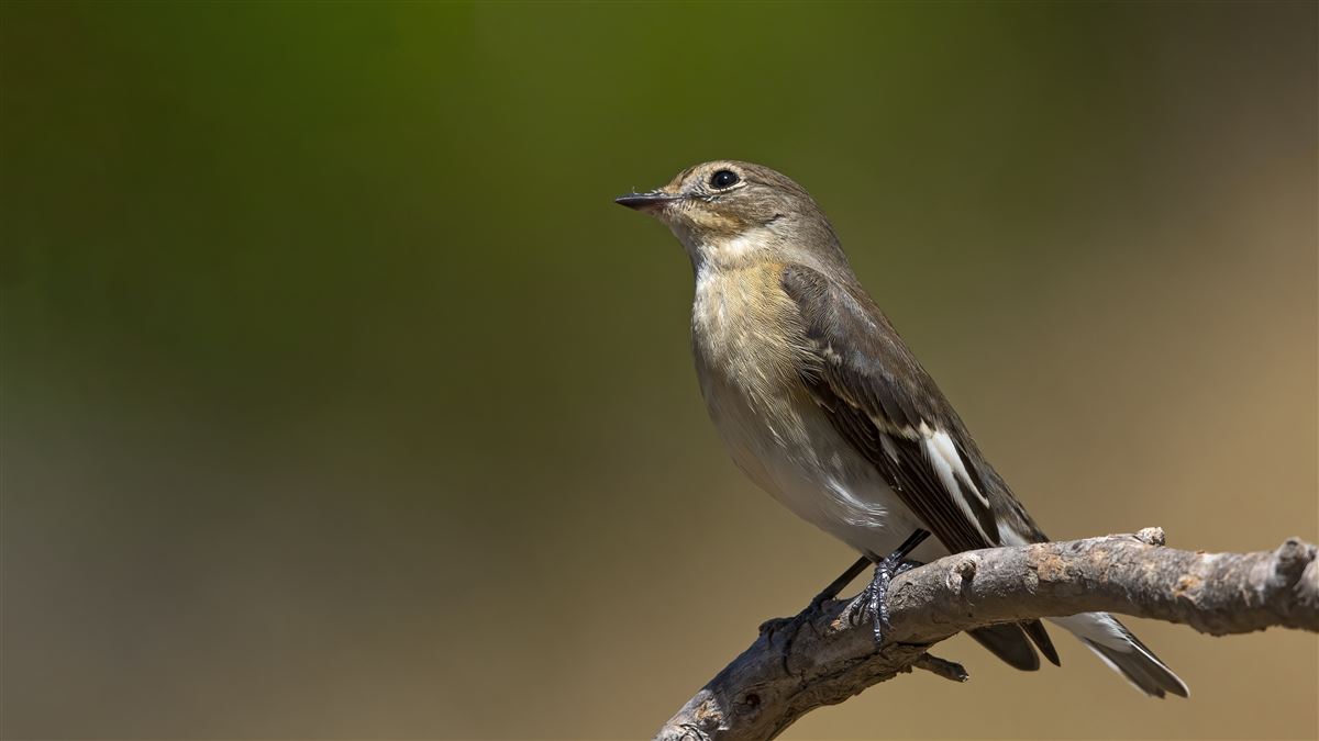 European Pied Flycatcher