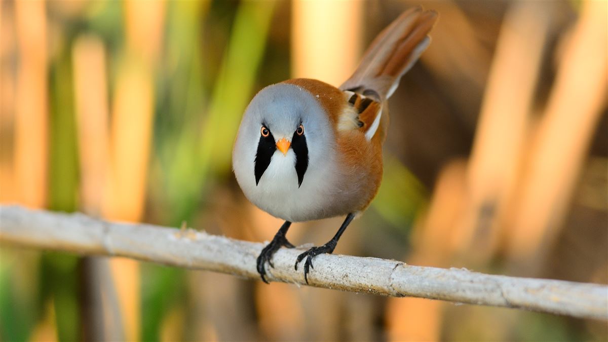 Bearded Reedling