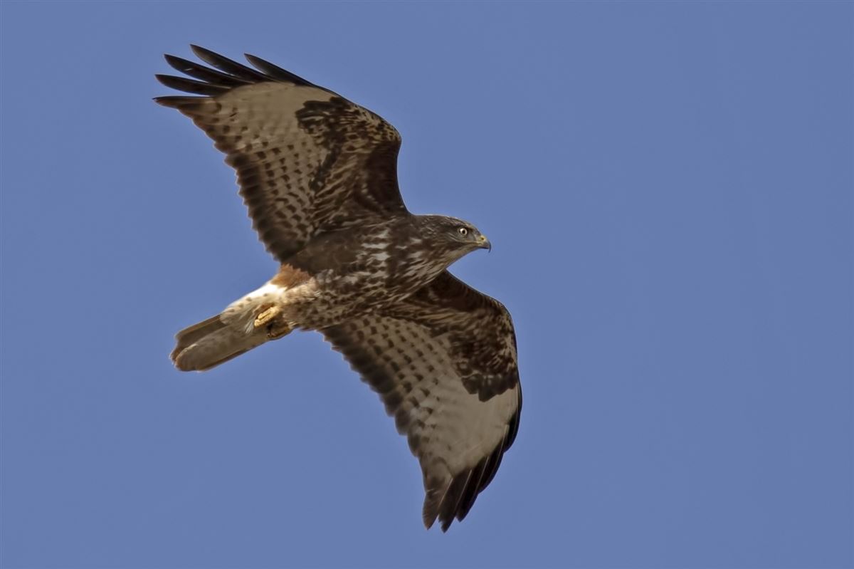 Common Buzzard