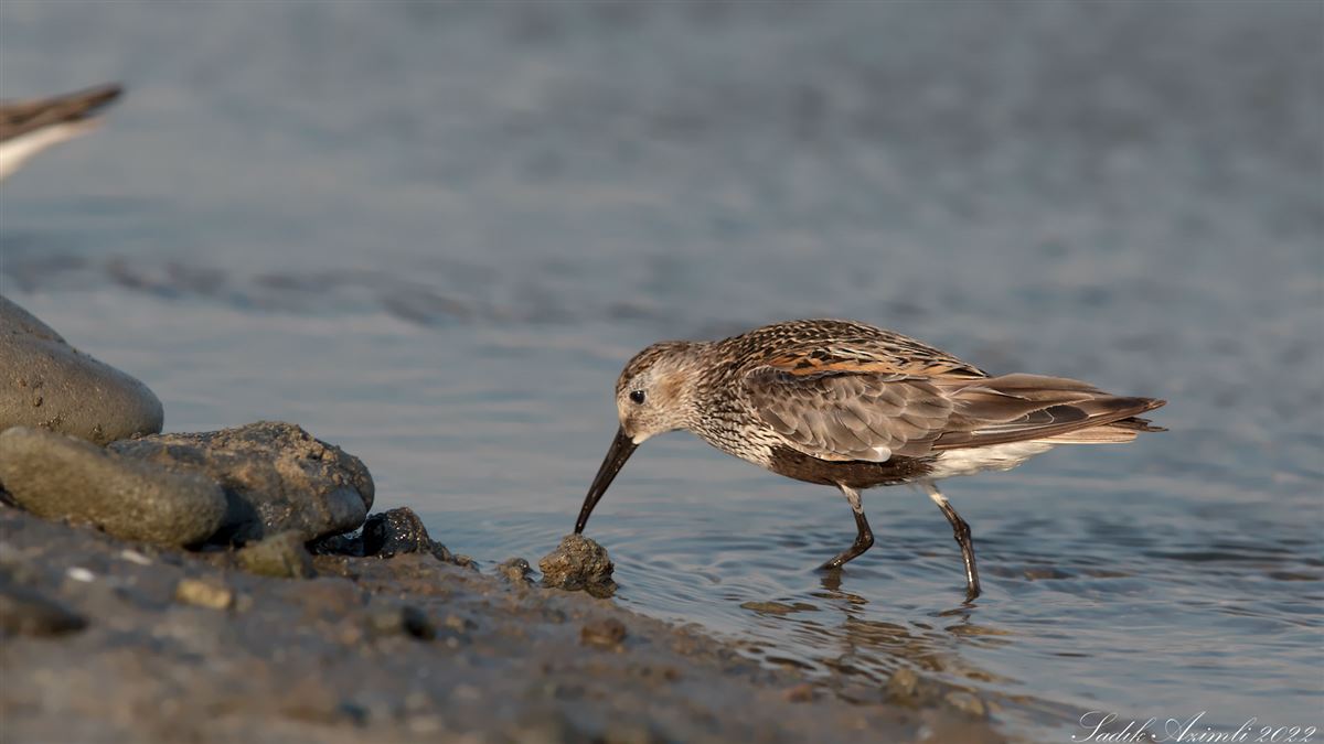 Dunlin