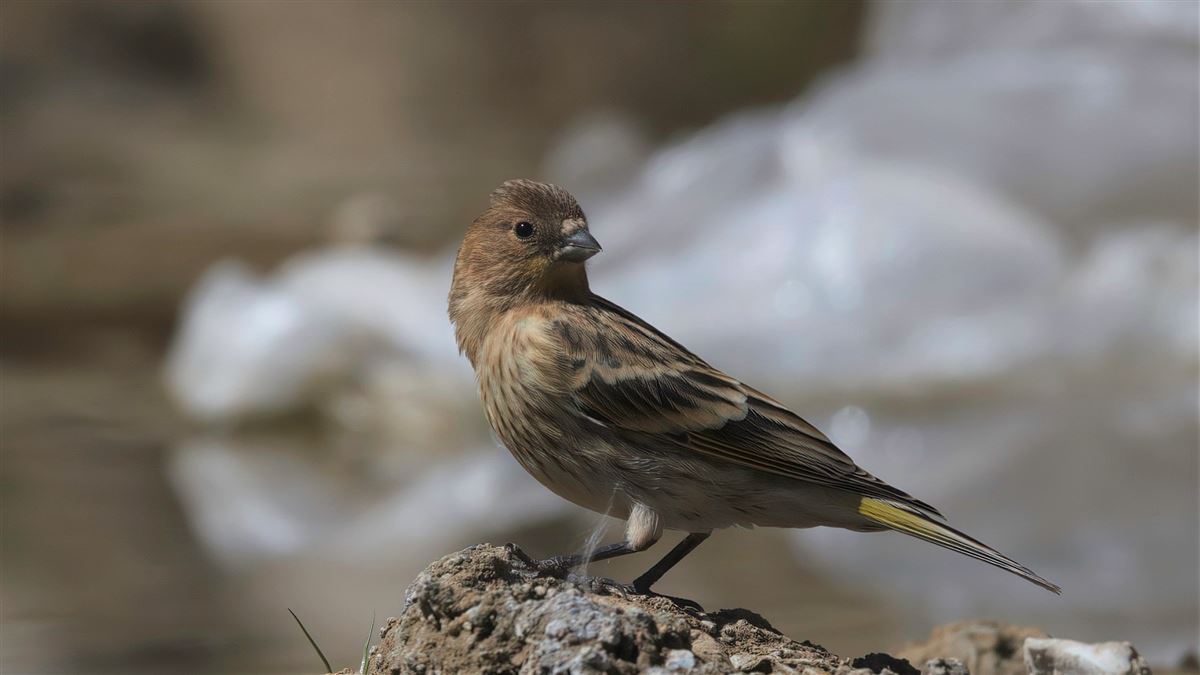 Red-fronted Serin