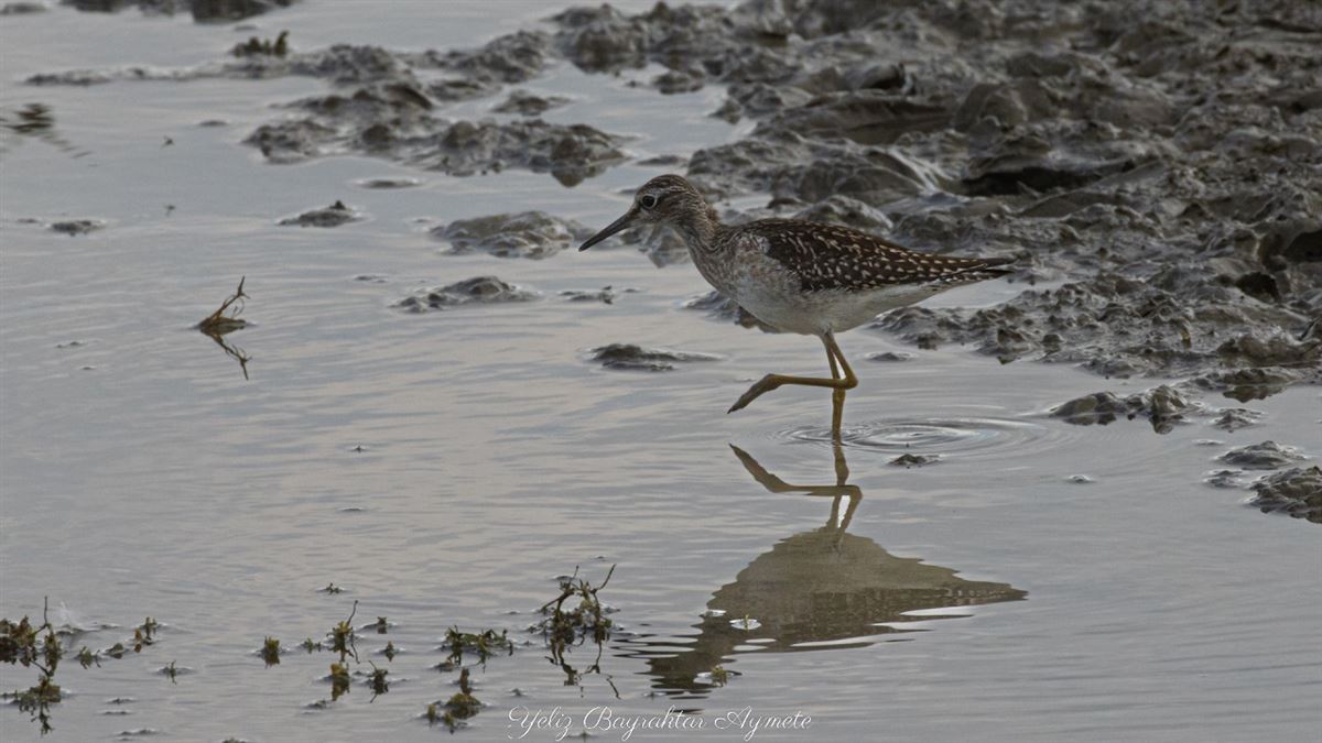 Wood Sandpiper