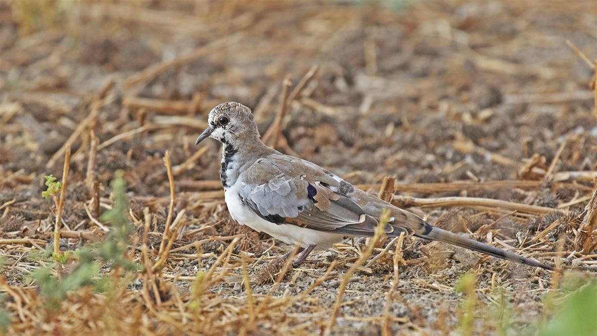 Namaqua Dove