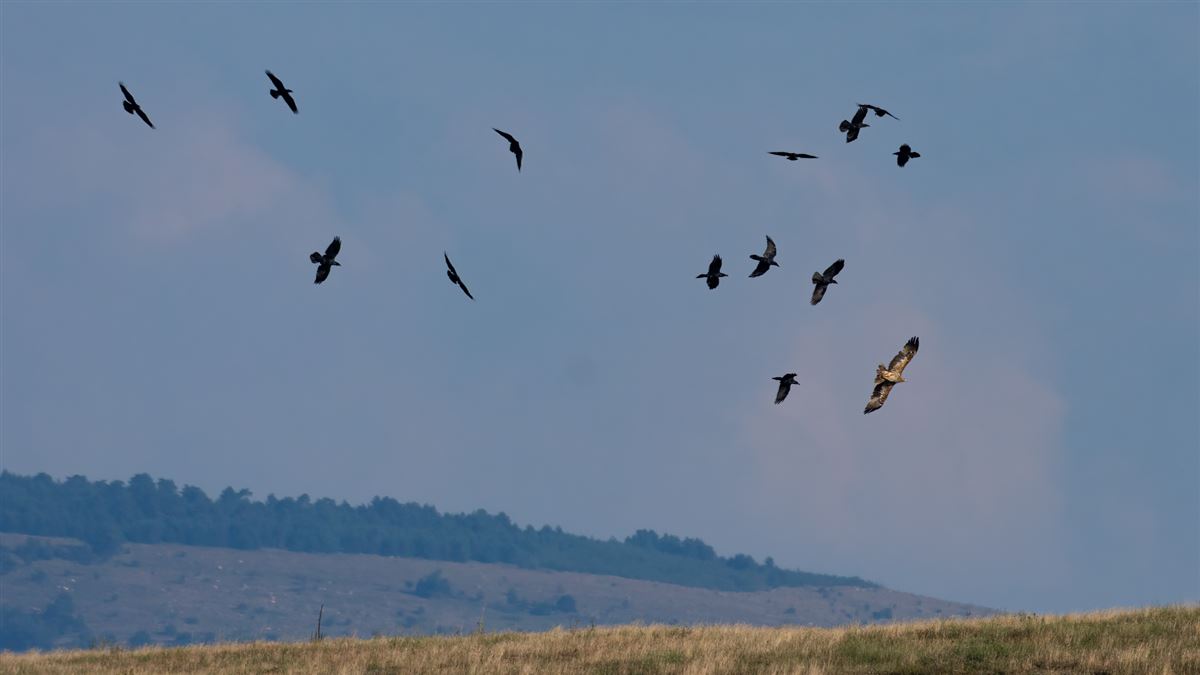 Eastern Imperial Eagle