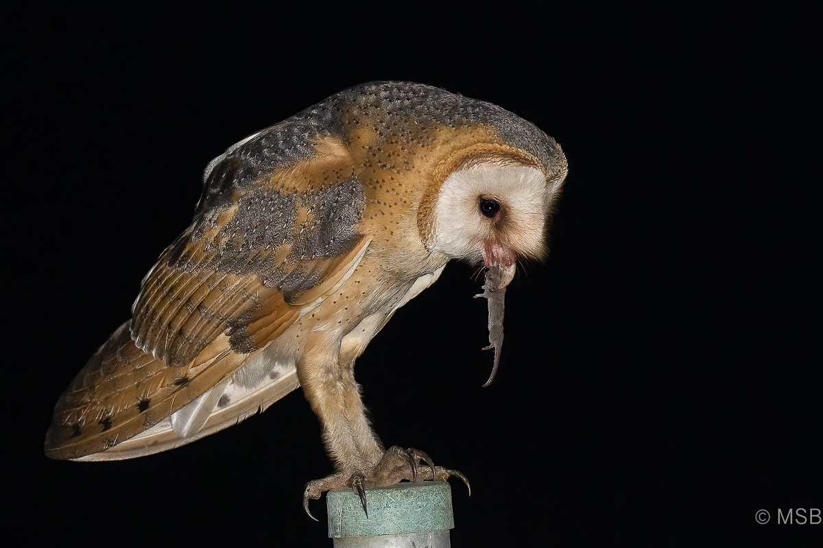Western Barn Owl