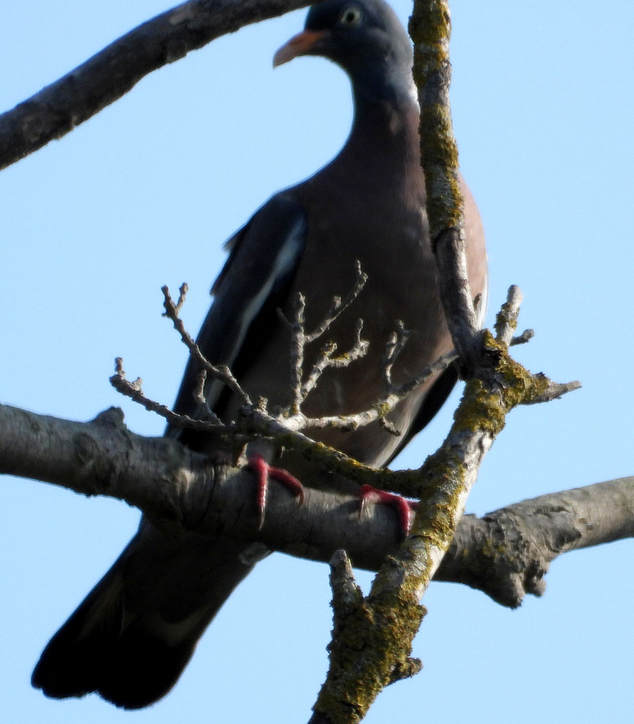 Common Wood Pigeon