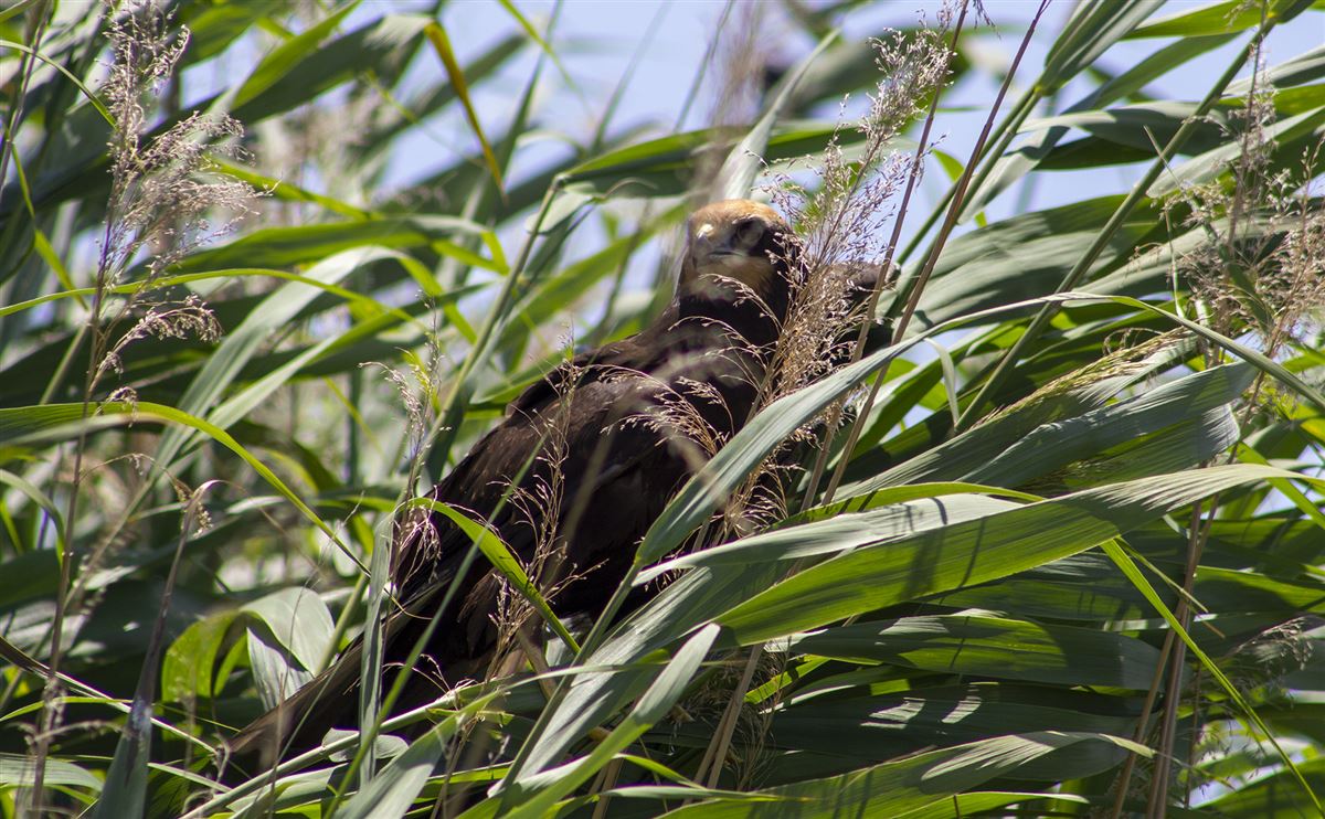 Western Marsh Harrier