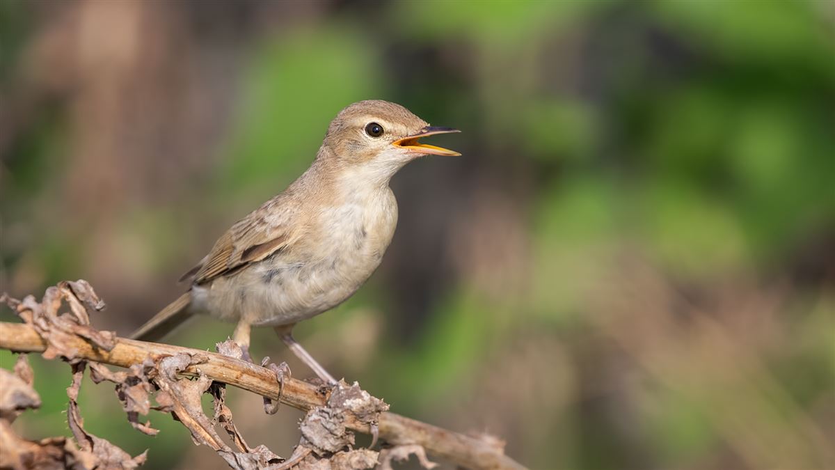 Booted Warbler