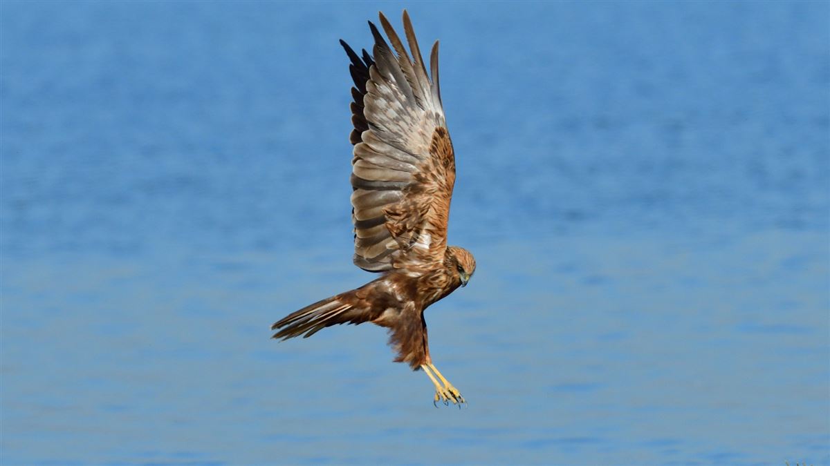Western Marsh Harrier