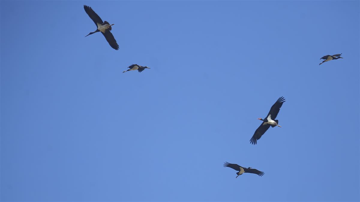 Black Stork