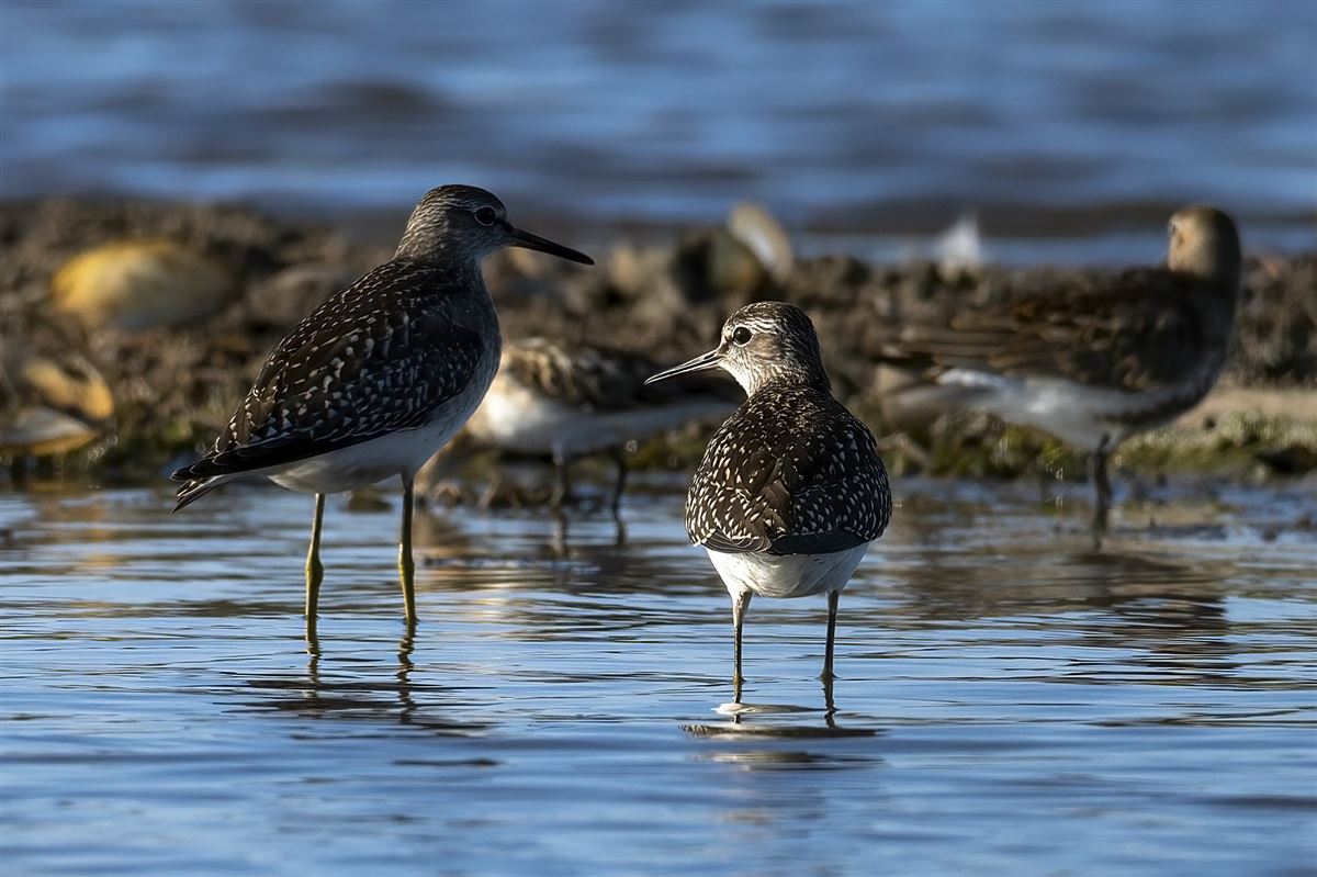 Wood Sandpiper