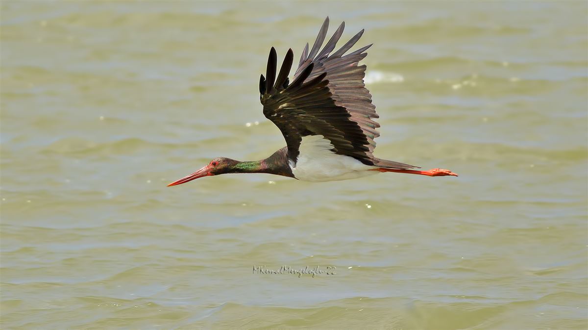 Black Stork