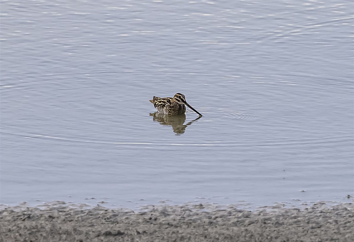 Common Snipe