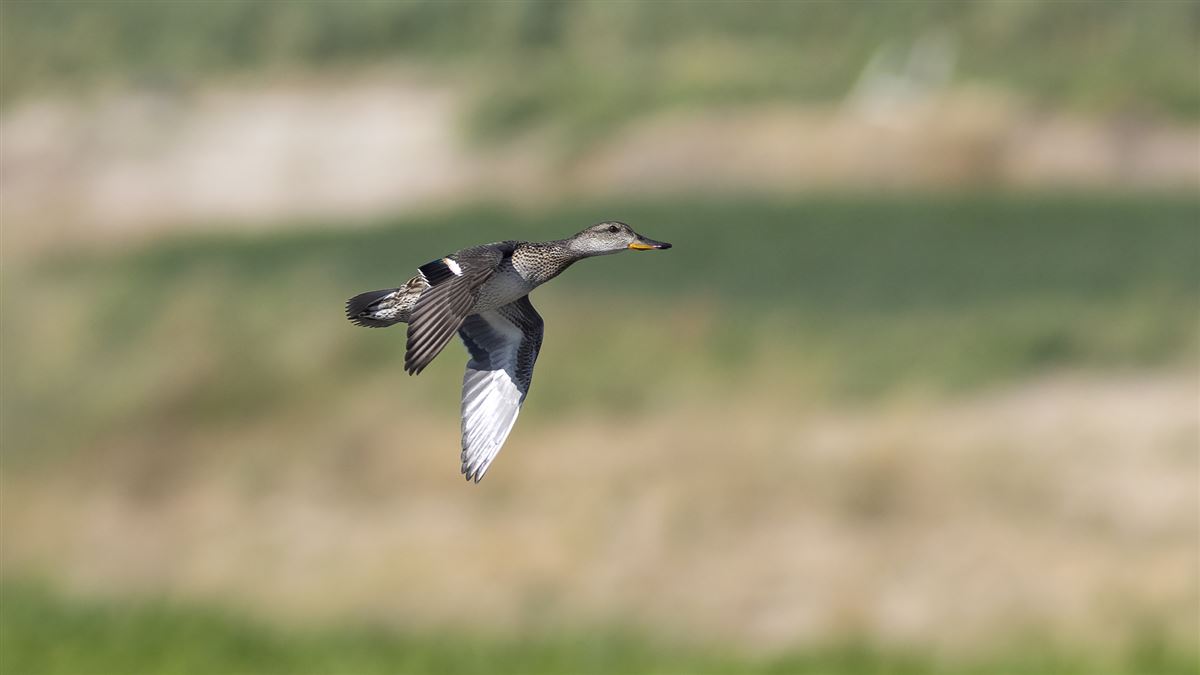Eurasian Teal