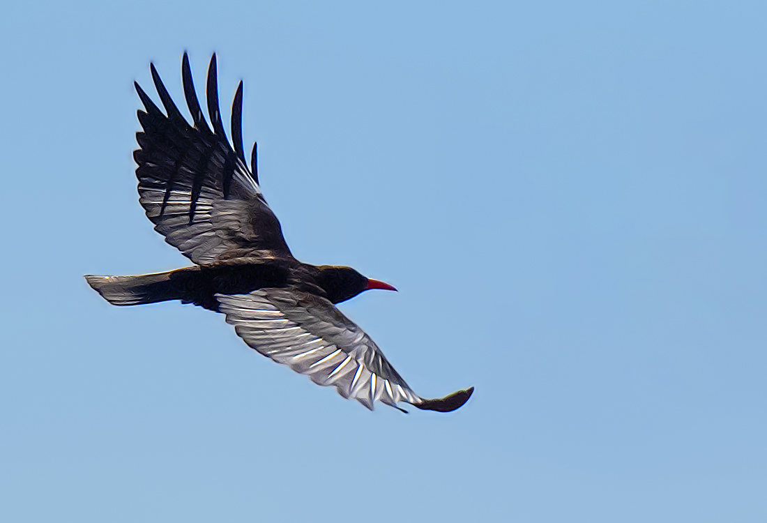 Red-billed Chough