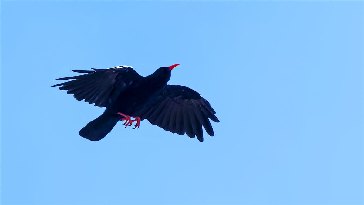 Red-billed Chough