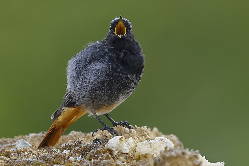 Black Redstart