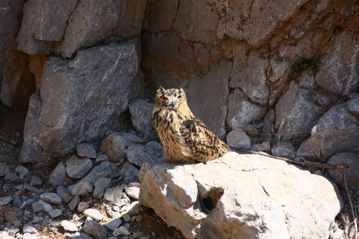 Eurasian Eagle-Owl