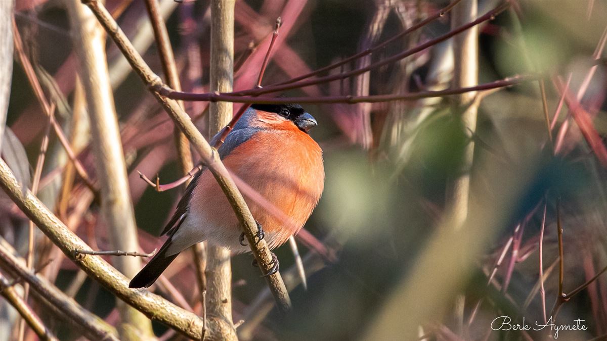 Eurasian Bullfinch