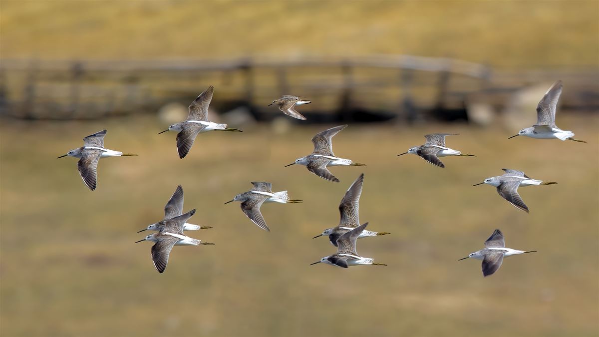 Marsh Sandpiper