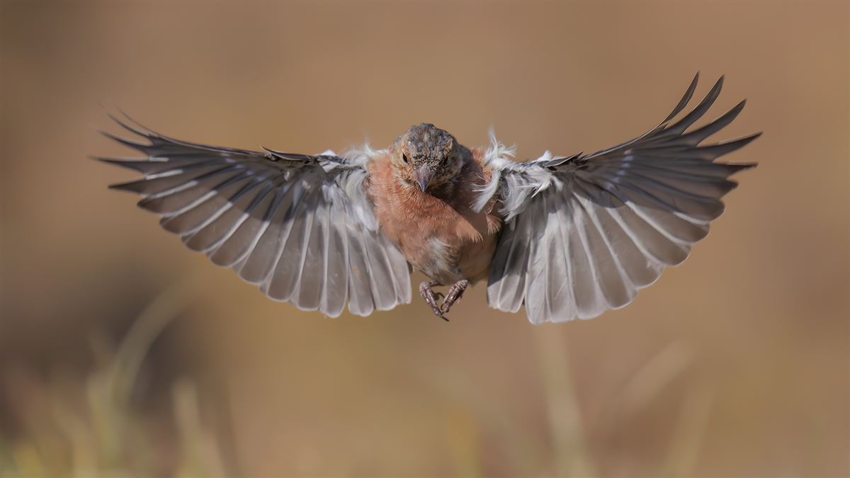 Eurasian Chaffinch