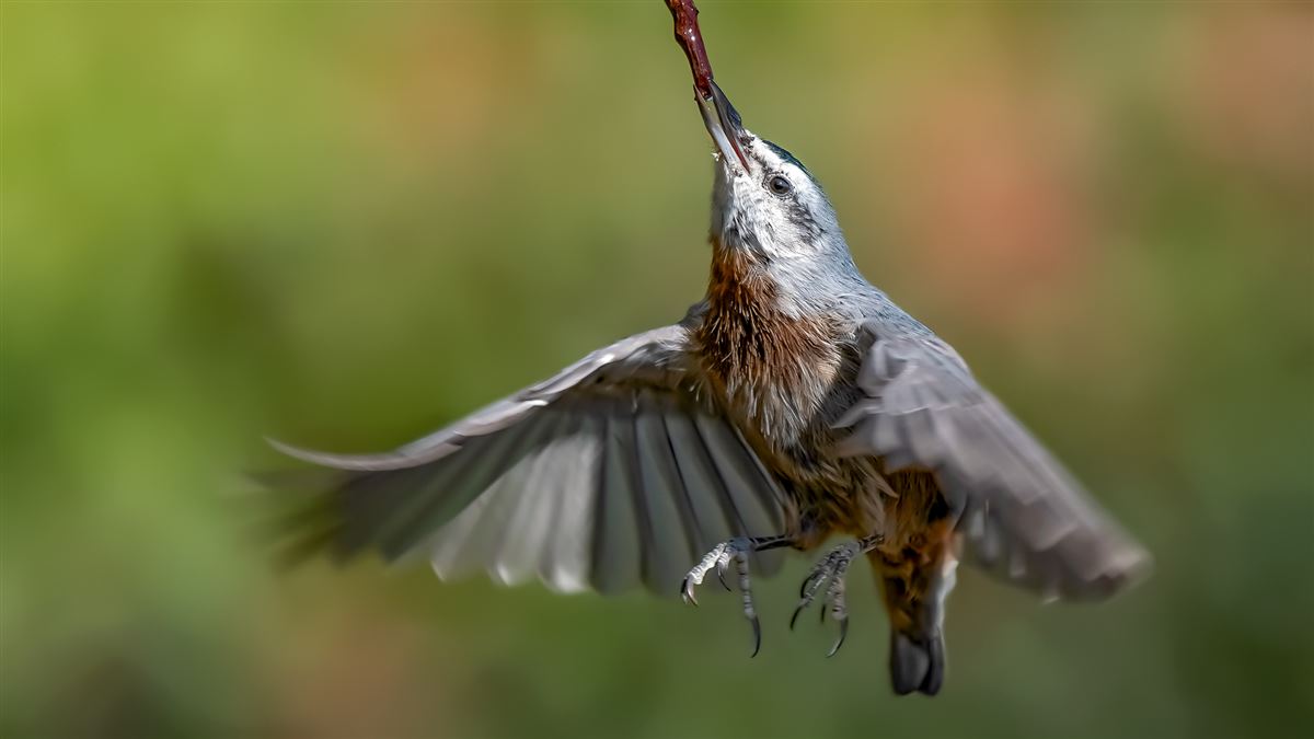Krüper`s Nuthatch
