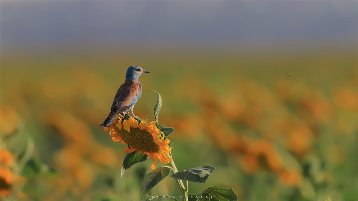 European Roller