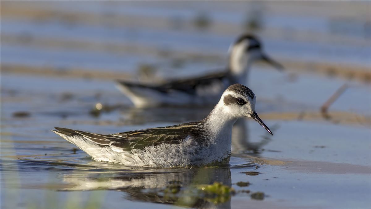 Red-necked Phalarope