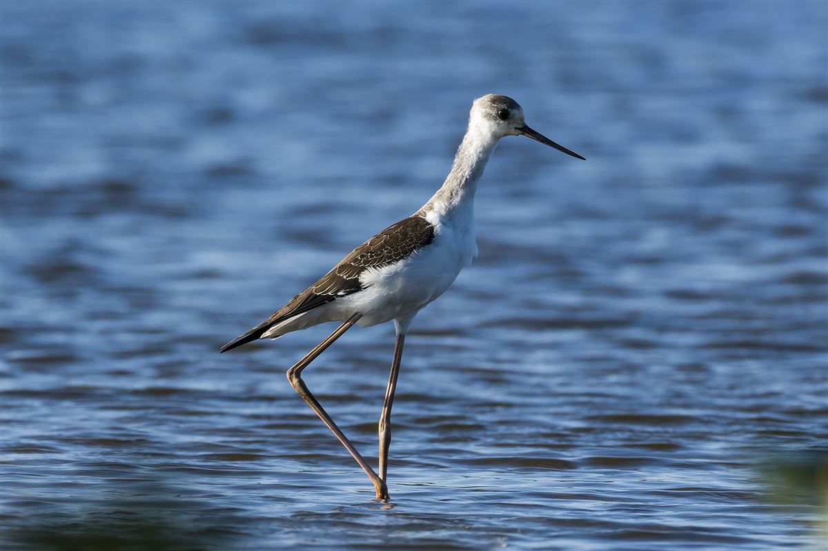 Black-winged Stilt