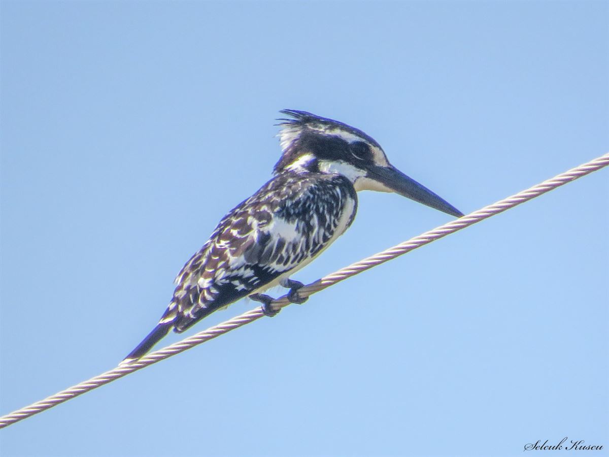Pied Kingfisher