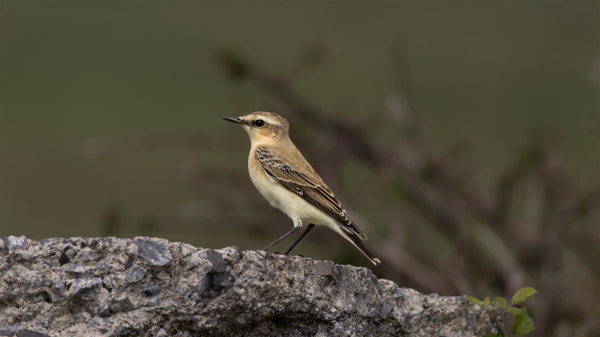Northern Wheatear