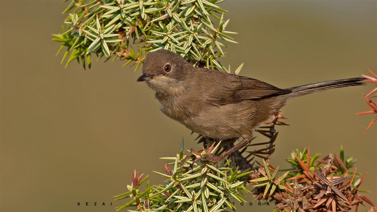 Sardinian Warbler