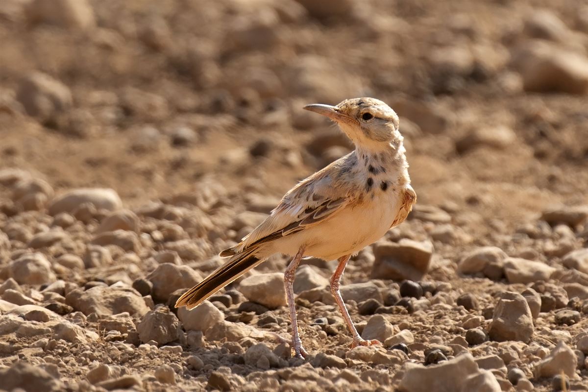 Greater Hoopoe-Lark