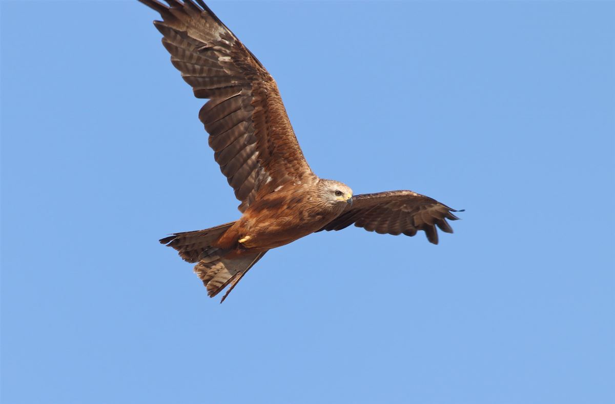 Black Kite