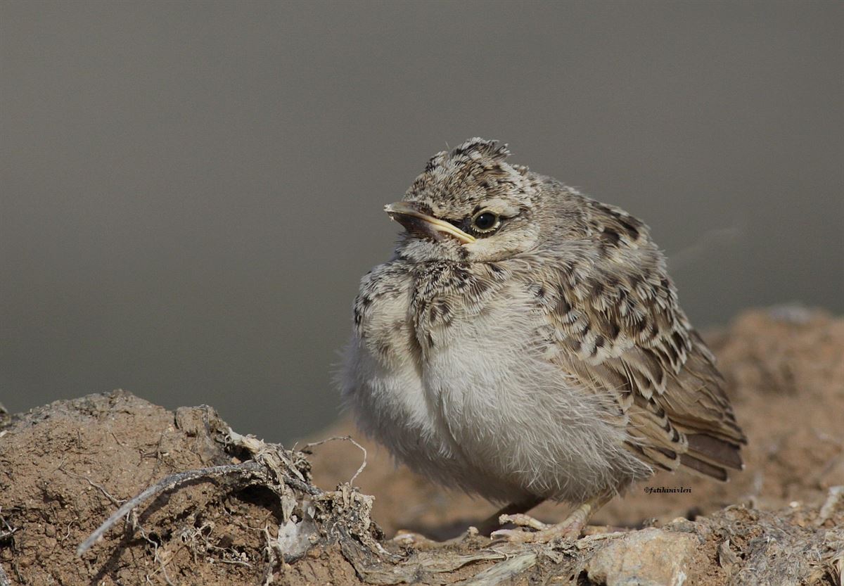 Crested Lark