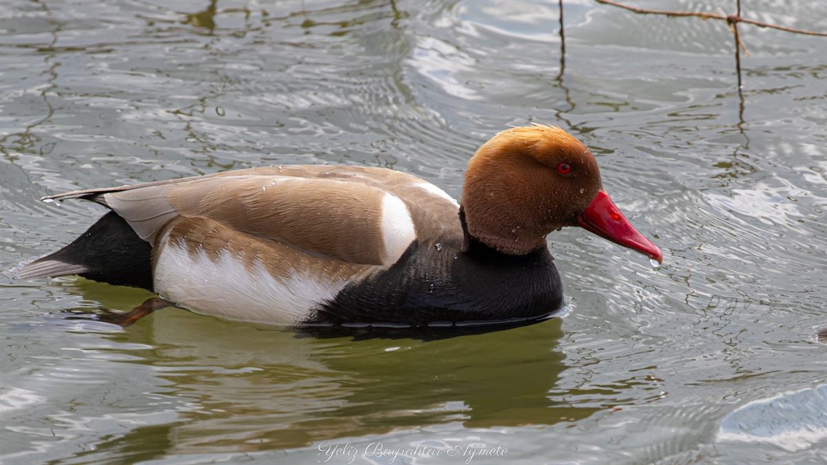 Red-crested Pochard