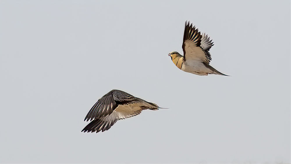 Pin-tailed Sandgrouse