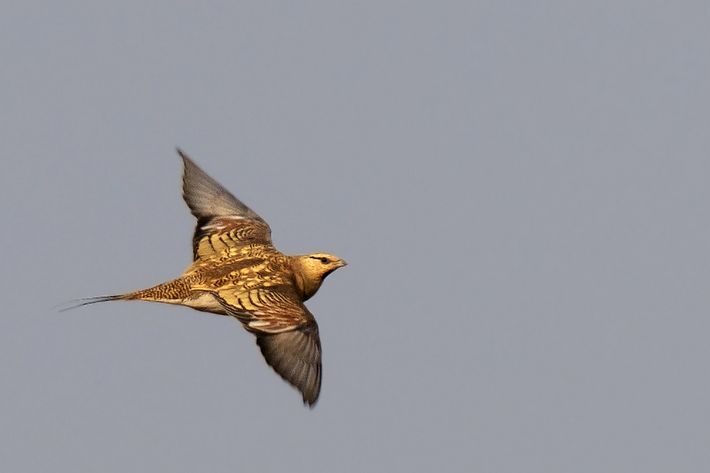 Pin-tailed Sandgrouse