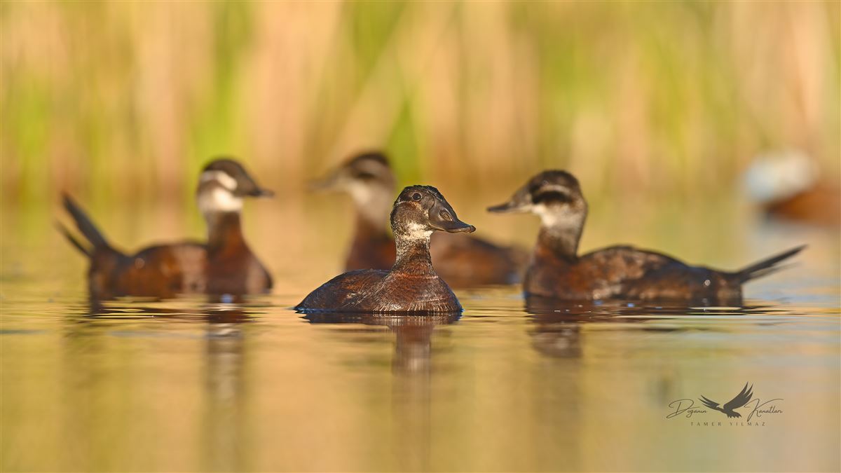 White-headed Duck