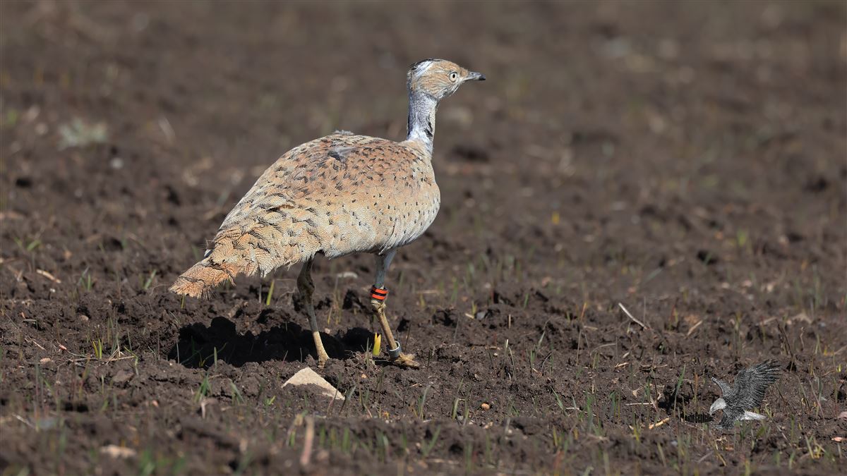Asian Houbara