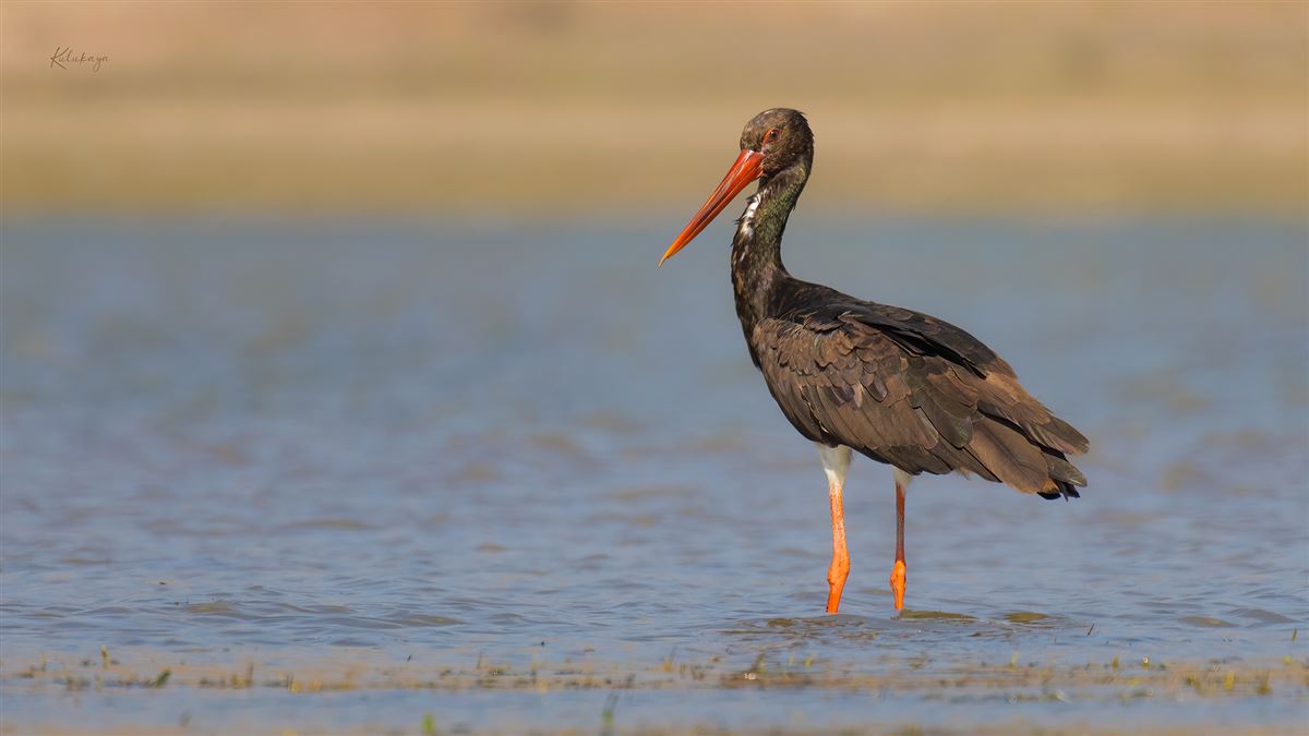 Black Stork