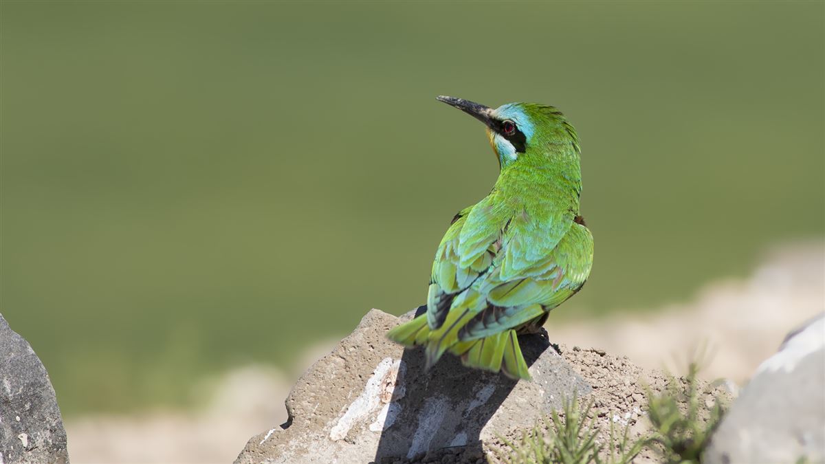 Blue-cheeked Bee-eater