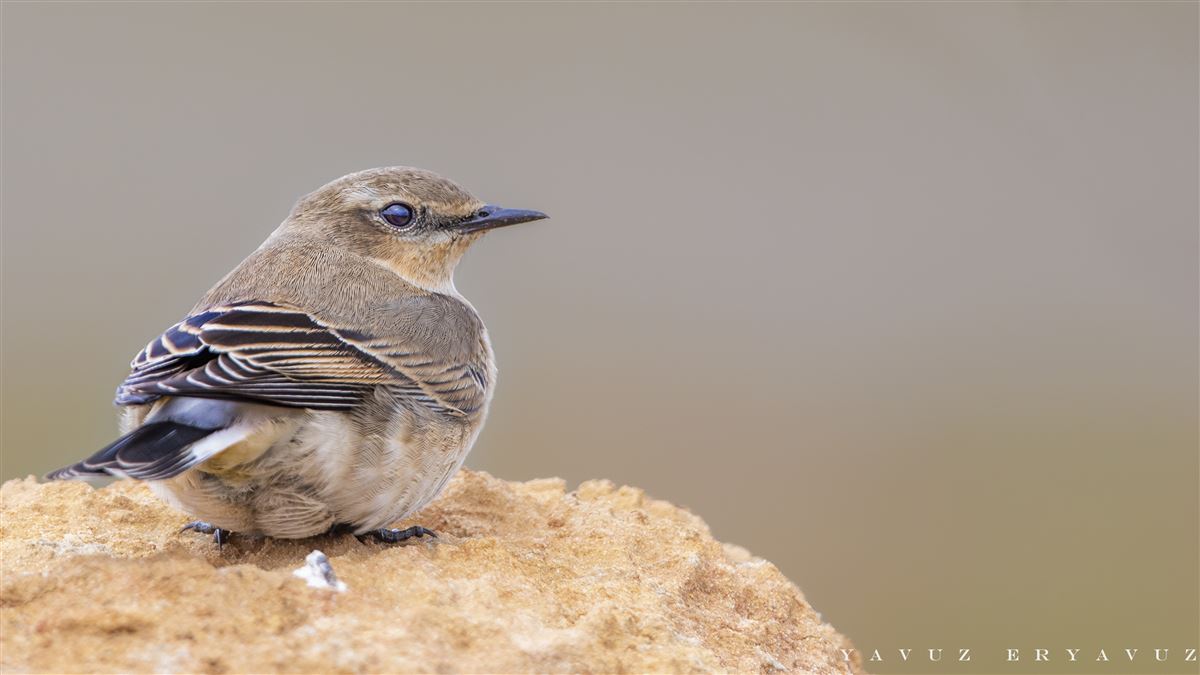 Northern Wheatear