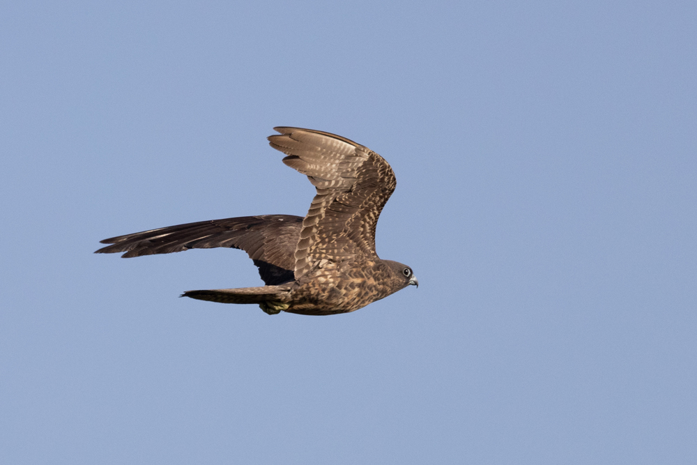 Eleonora`s Falcon
