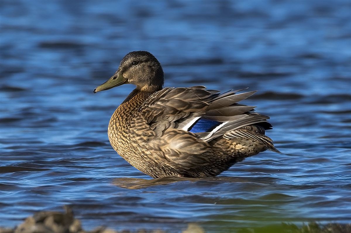 Mallard